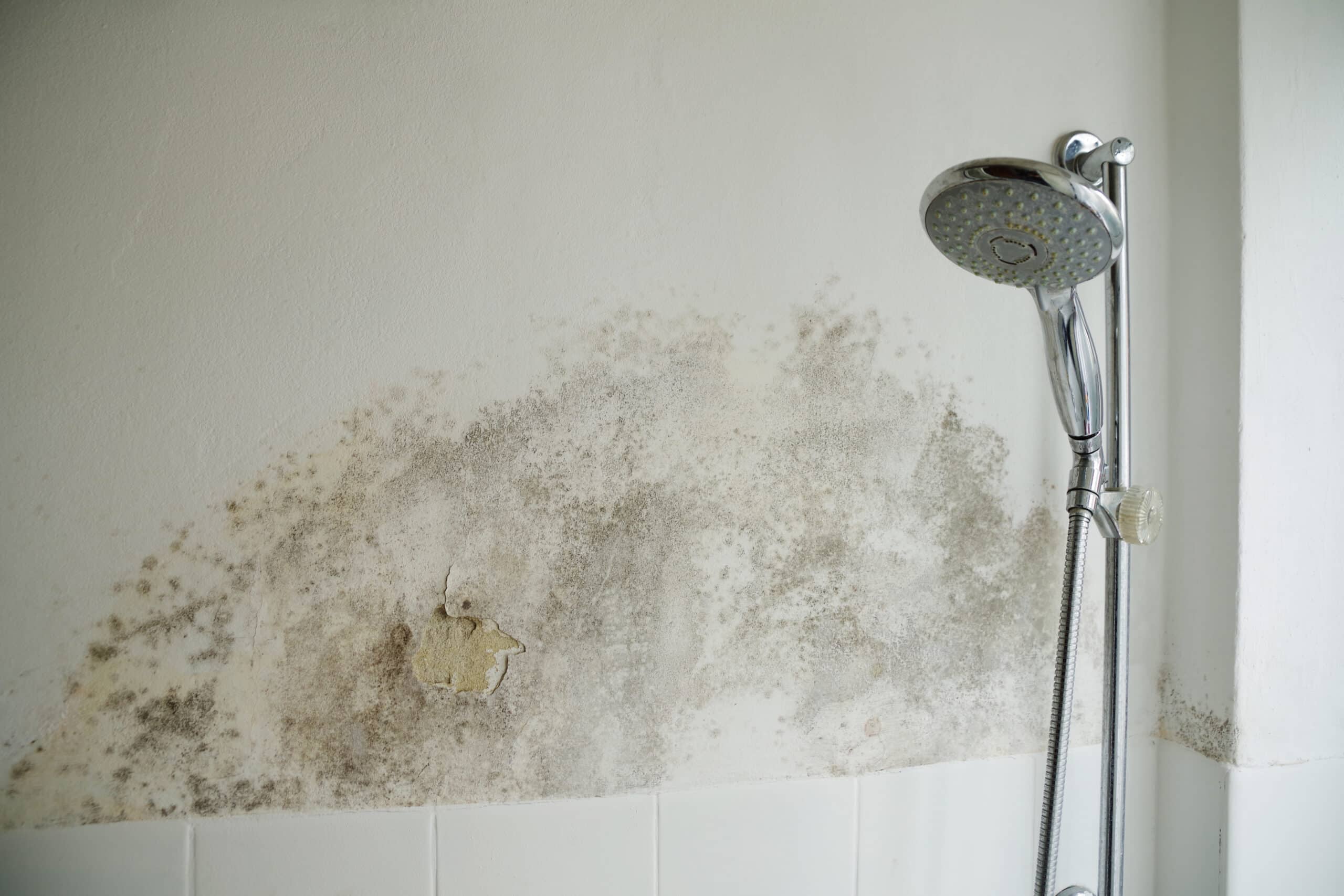 Pflanze, die Schimmel im Badezimmer verhindert