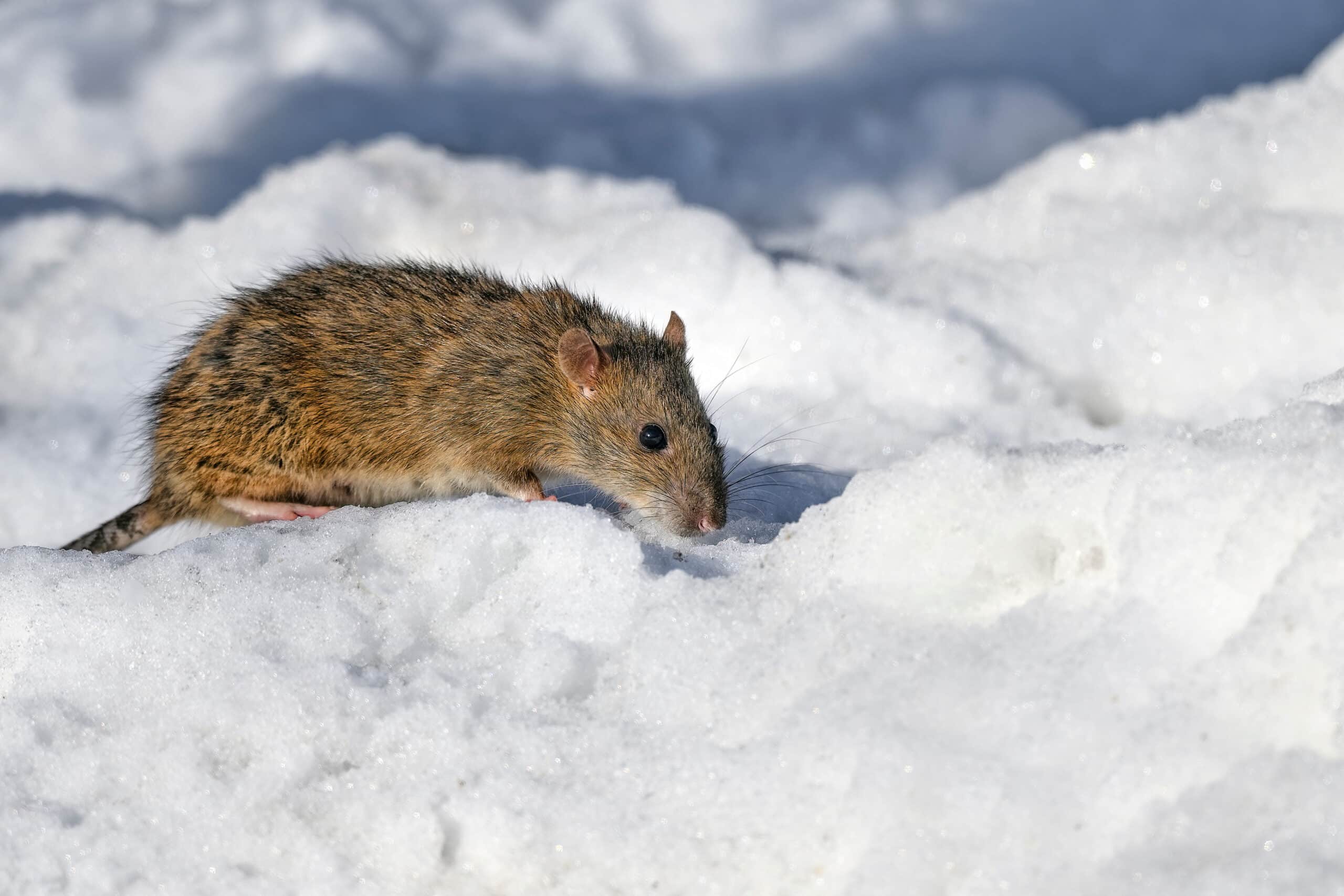 Duftstoff zur Abwehr von Mäusen im Winter