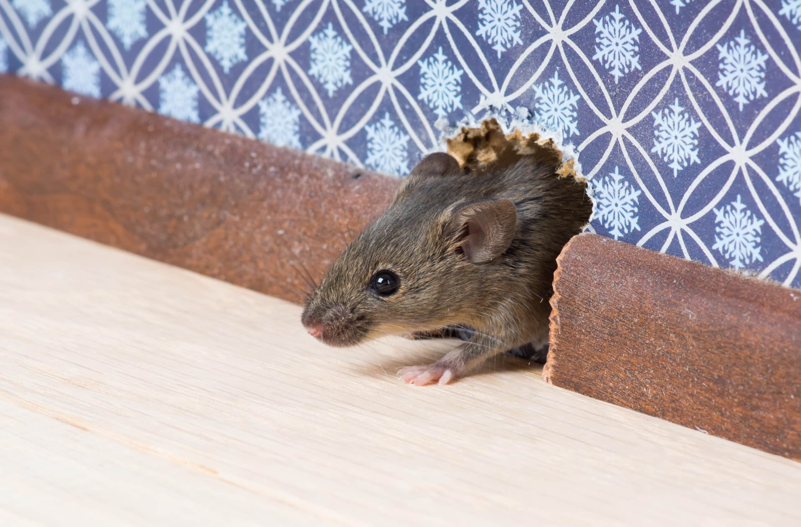 Mäuse und Ratten mit Blättern leicht vertreiben