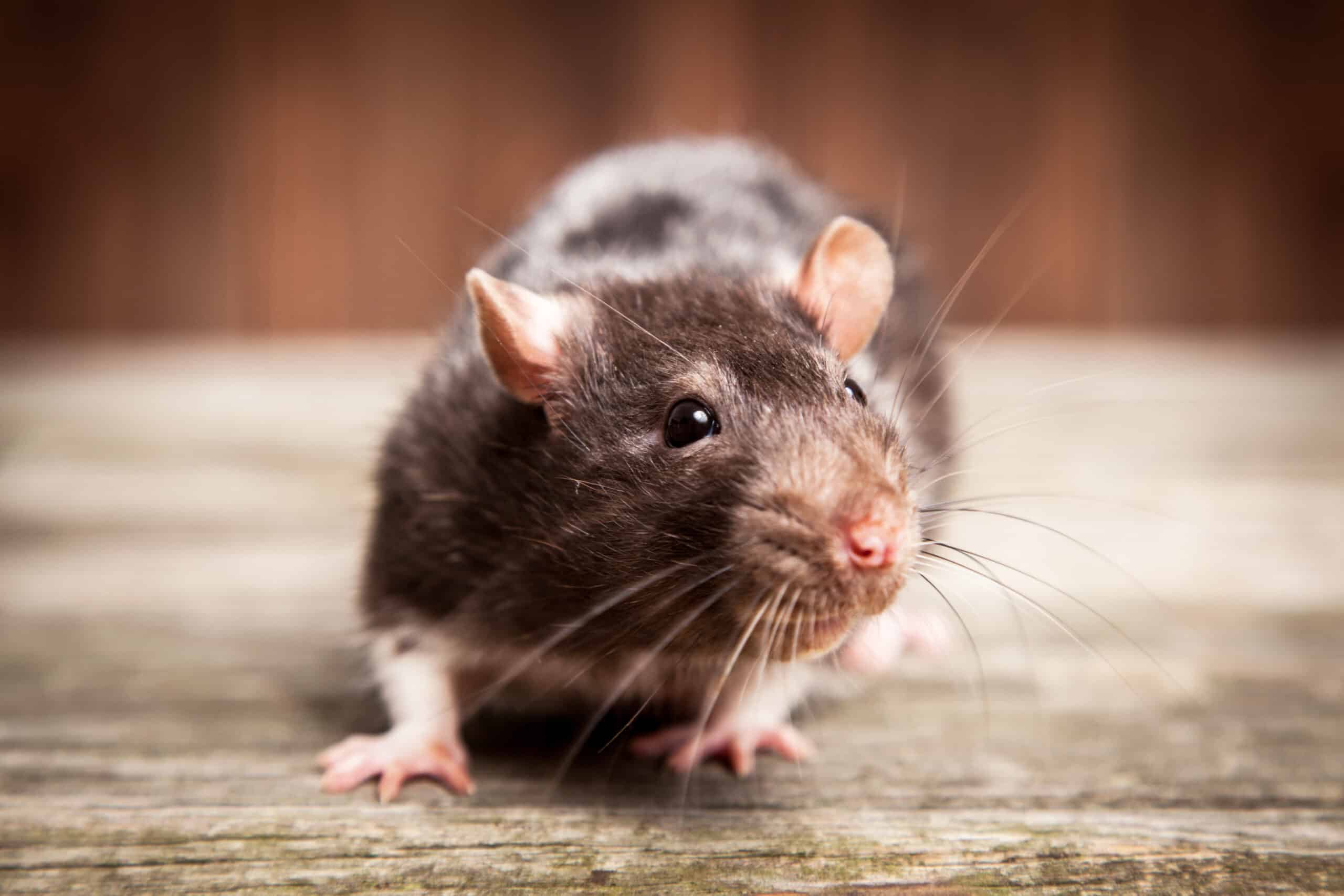 Ihr Haus von Ratten befreien.